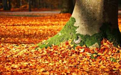 Best Fall Foliage on the West Coast
